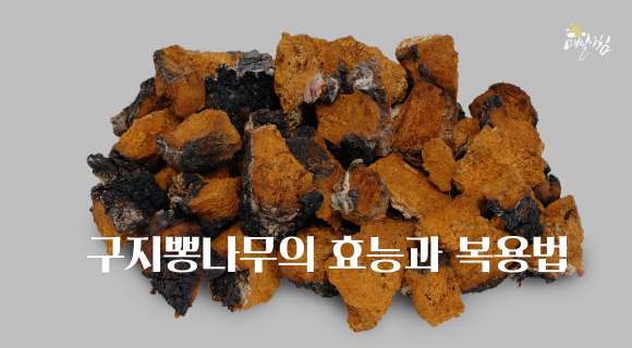 [매일아침좋은글] 구지뽕나무의 효능과 복용법