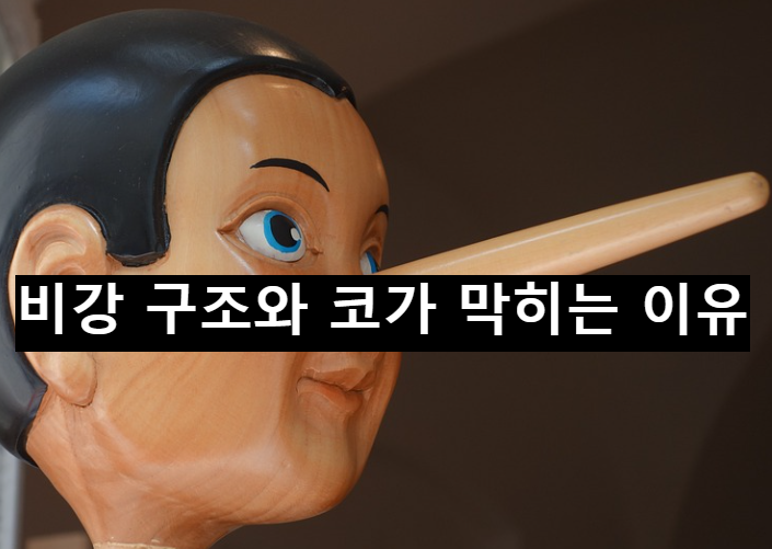  비강의 구조, 우리가 코가 막히는 이유