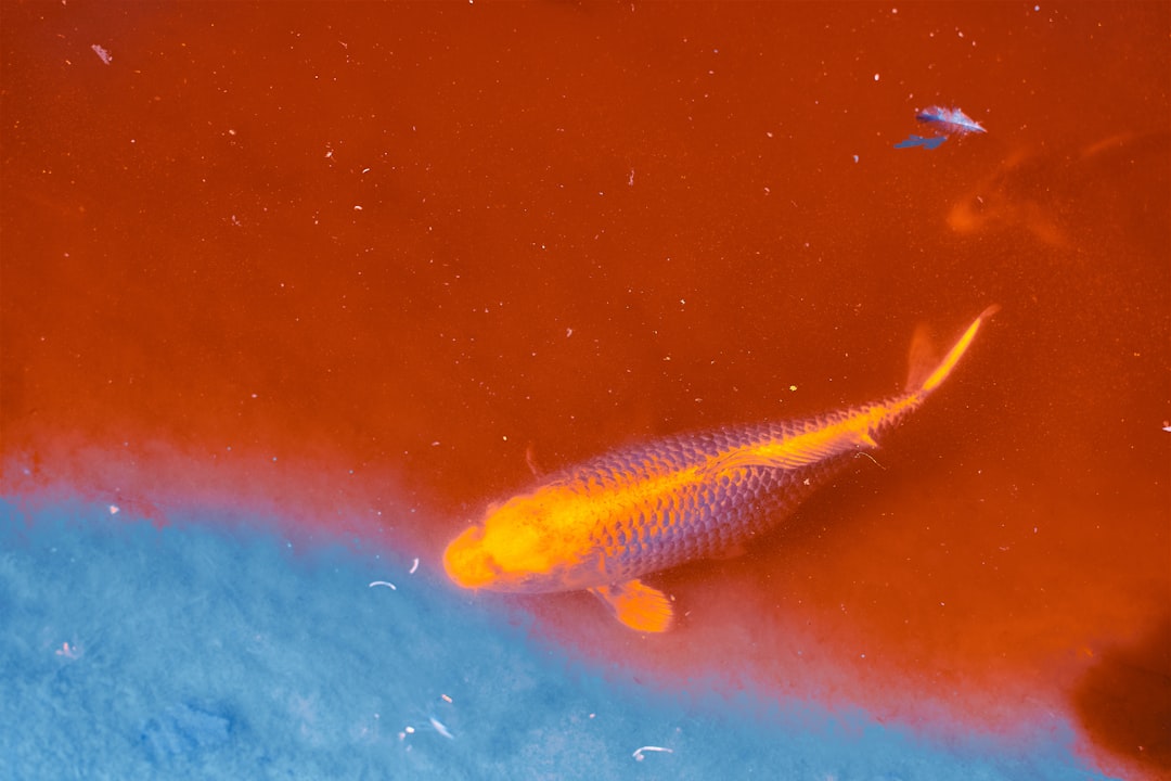 Krill