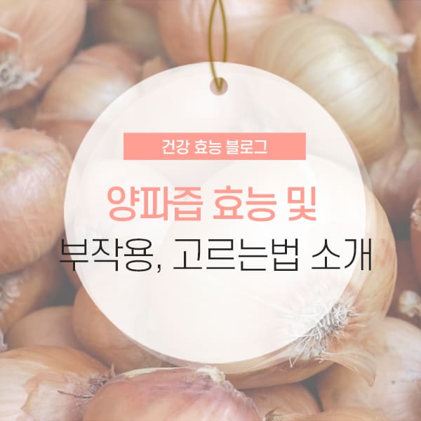 양파즙 효능 및 부작용 소개 콘텐츠