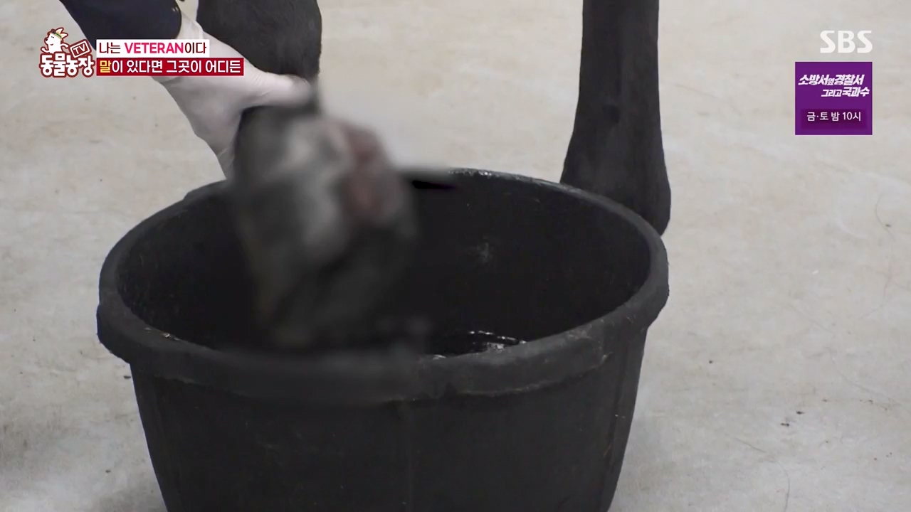 TV 동물농장.E1132.230807p-NEXT.mp4_20230806_164231.750.jpg