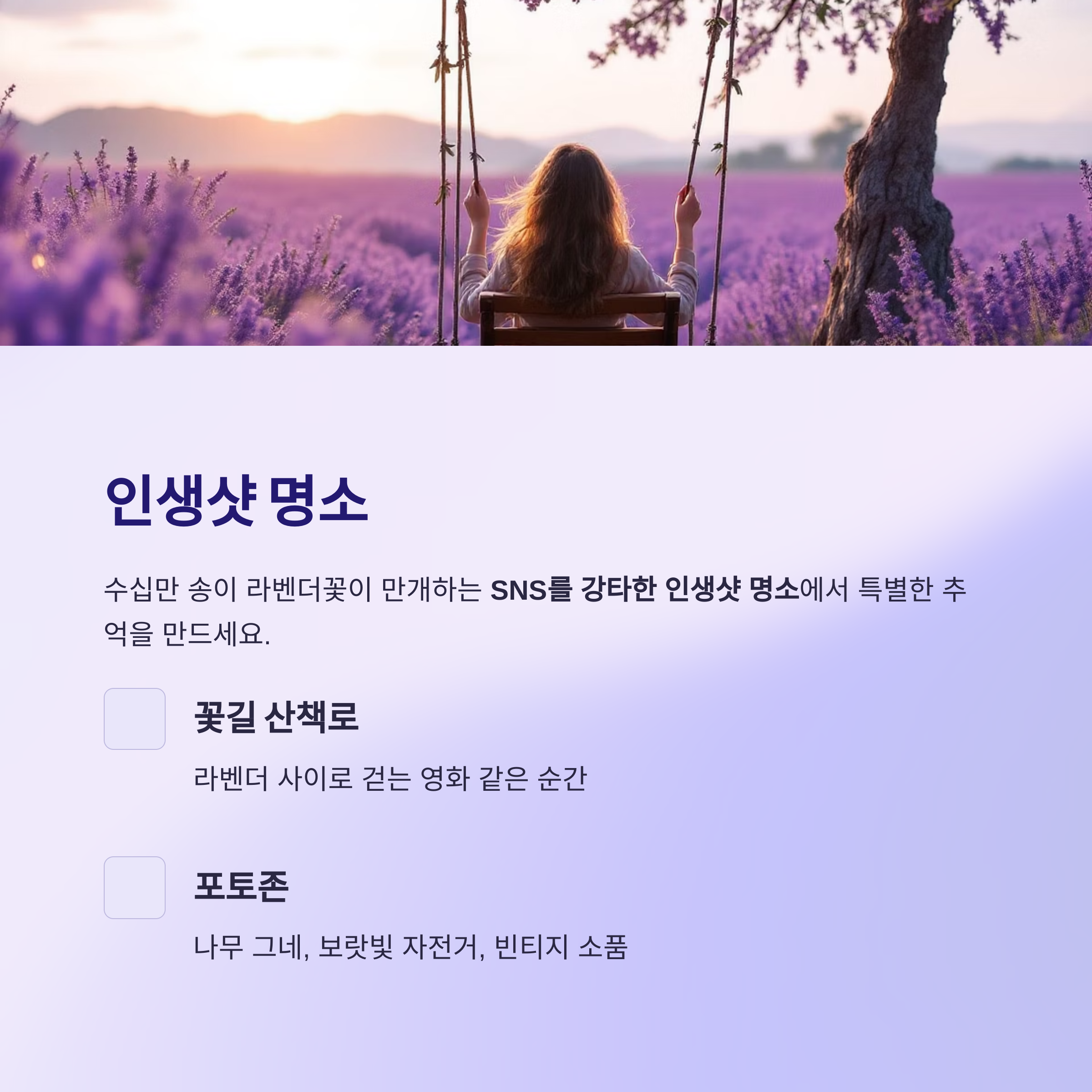 고창청농원 라벤더 축제 2025