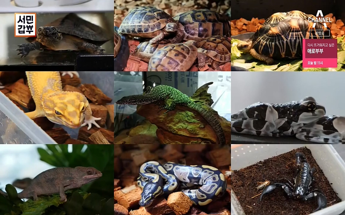 서민 갑부.E381.220431p-NEXT.mp4_20220501_174021.743.jpg