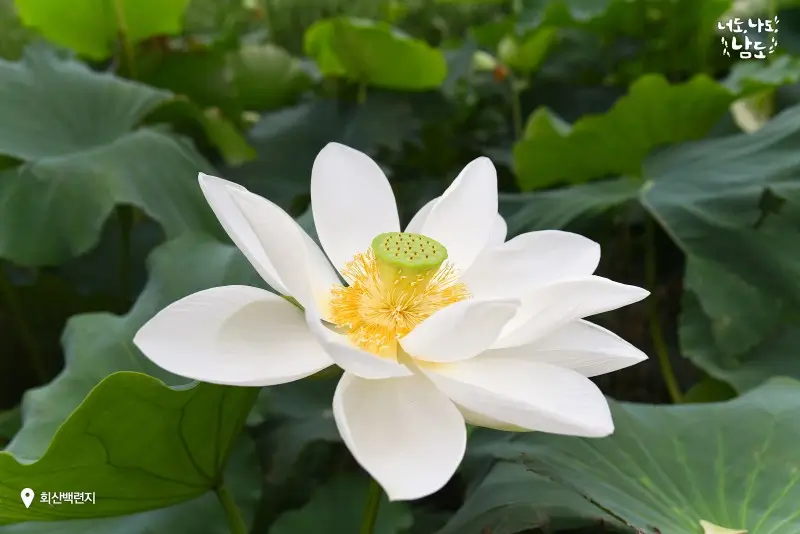 백련지