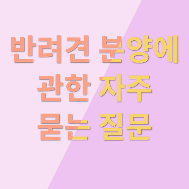 크림 닥스훈트 분양_4