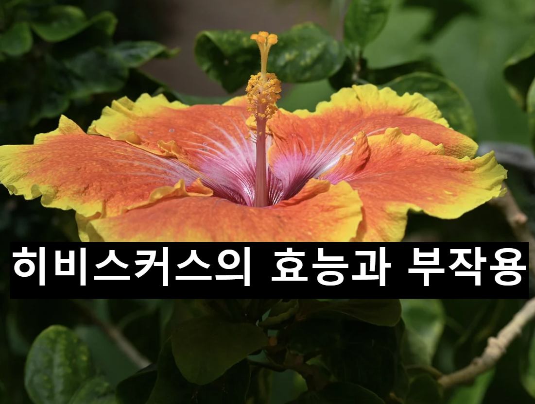  히비스커스의 효능과 부작용