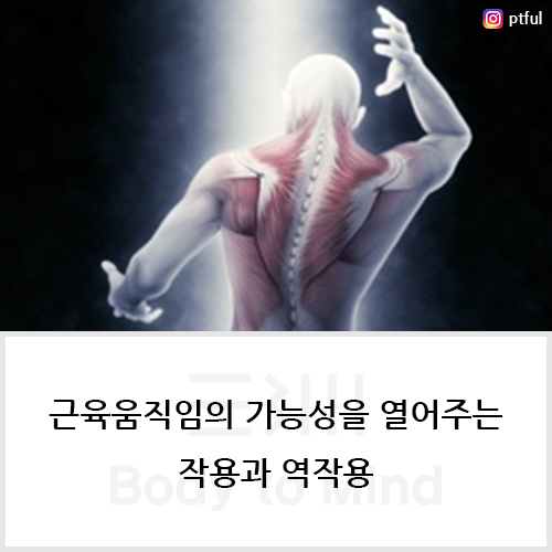  근육움직임(muscle movement)의 가능성을 열어주는 작용(action)과 역작용(reverse action)