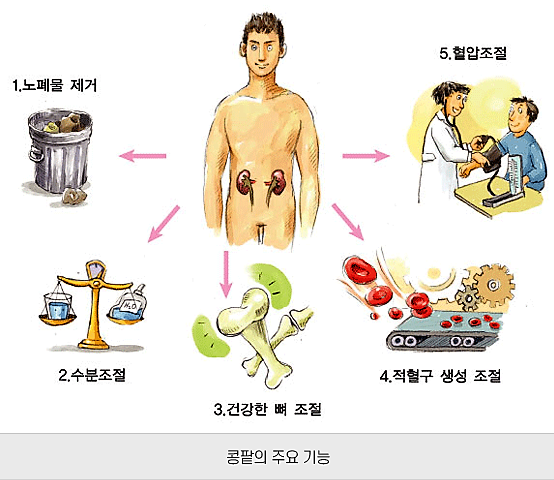 콩팥의 기능 설명