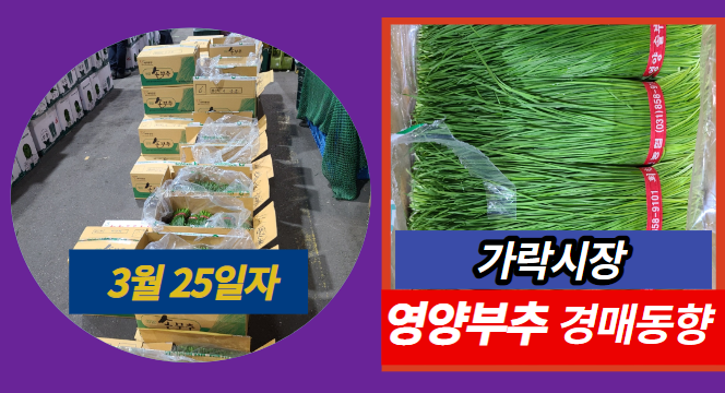  [경매사 일일보고] 3월 25일자 가락시장 영양부추 경매동향을 살펴보겠습니다!