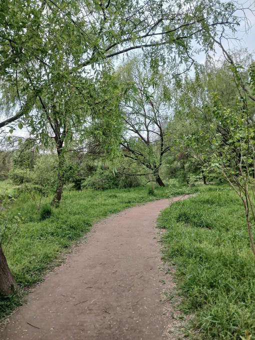 Soft earthing trail through thick green grass in a quiet Seoul park-고요한 서울 여의도 샛강생태공원 속 무성한 풀숲 사이로 이어지는 부드러운 맨발 걷기 진흙길