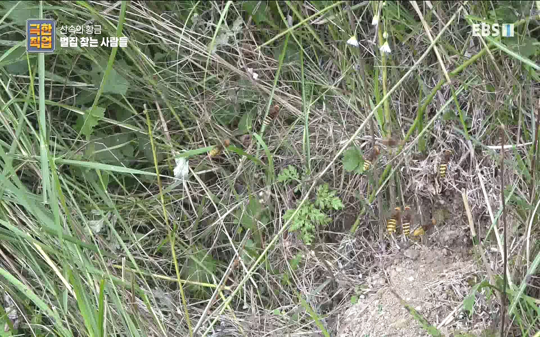 벌집 찾는 사람들.mp4_20221006_212359.786.jpg