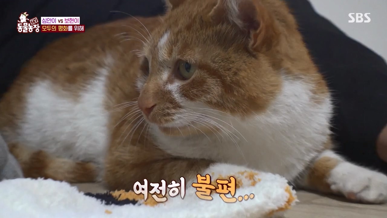 TV 동물농장.E1143.231030p-NEXT.mp4_20231029_164056.635.jpg