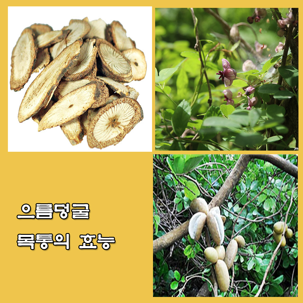  으름덩굴(목통), 으름덩굴 효능, 으름덩굴 먹는방법