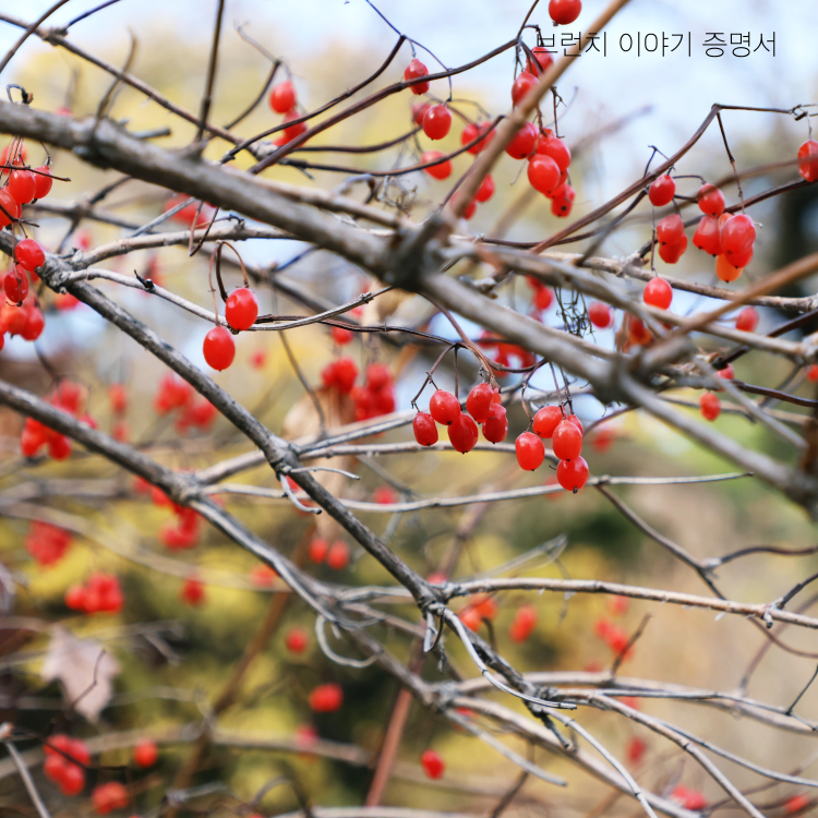 산수유