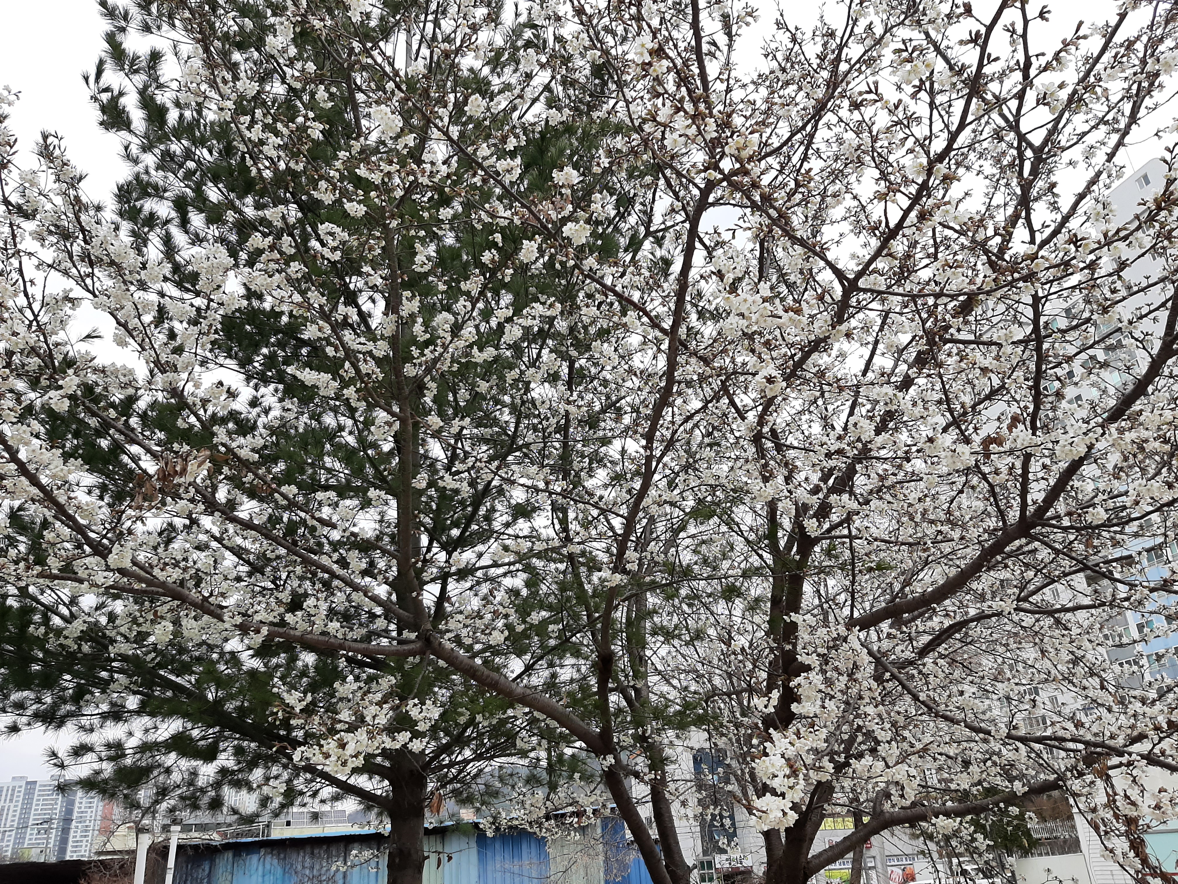 봄꽃 목련과 벚꽃이 한창입니다 / 꽃길만 걸으면 (03/23/22) 42