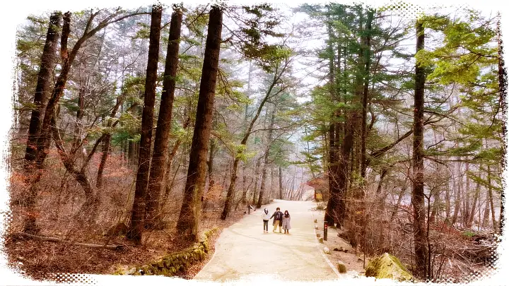 이선희 이금희 박정현 조세현 강원도 평창 오대산 월정사 전나무 숲길 여행 정보