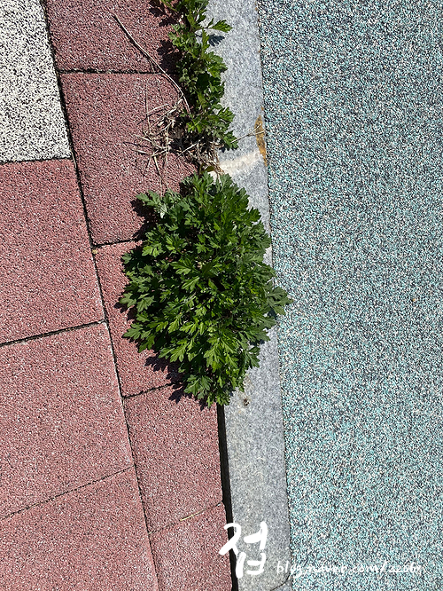 [코로나 19 확진 환자가 도쿄로 간다] 어디까지 밝혀지나요? 6