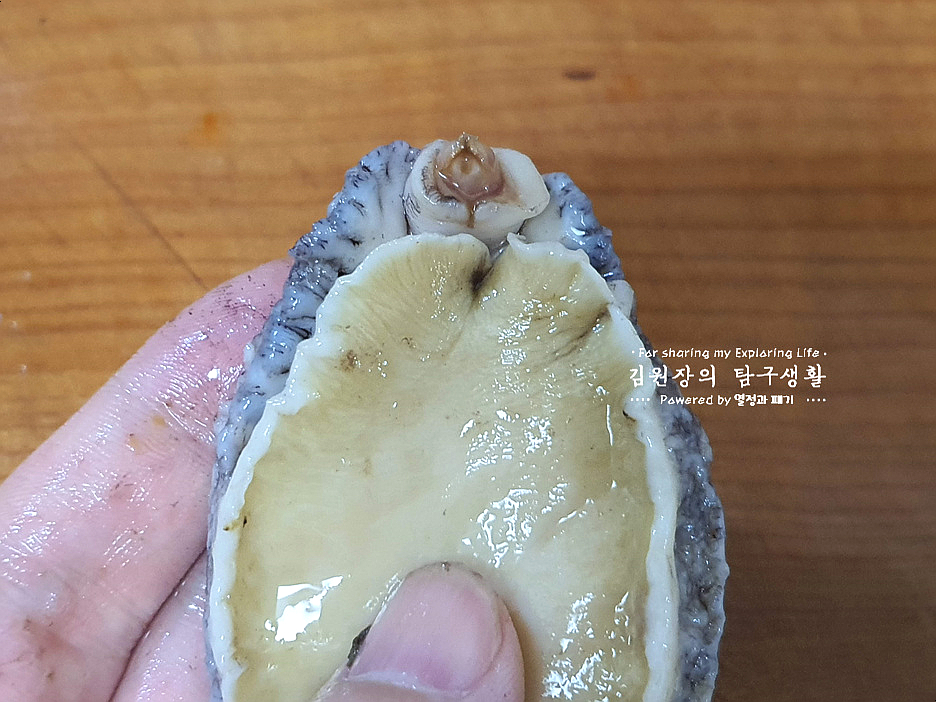 손질 하는법 활전복 보관 방법 전복회 손질 전복 내장 21