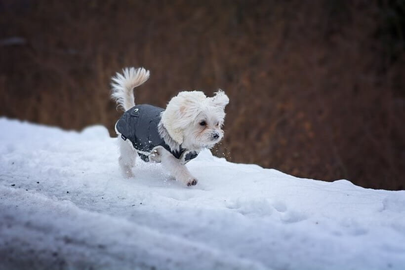 겨울철-눈이-온-길가에서-산책하는-강아지의-모습