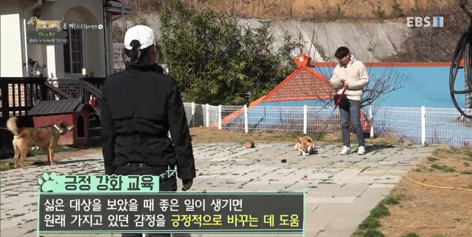 풍산개의치열한 혈투와 전쟁 - EBS 세상에 나쁜 개는 28