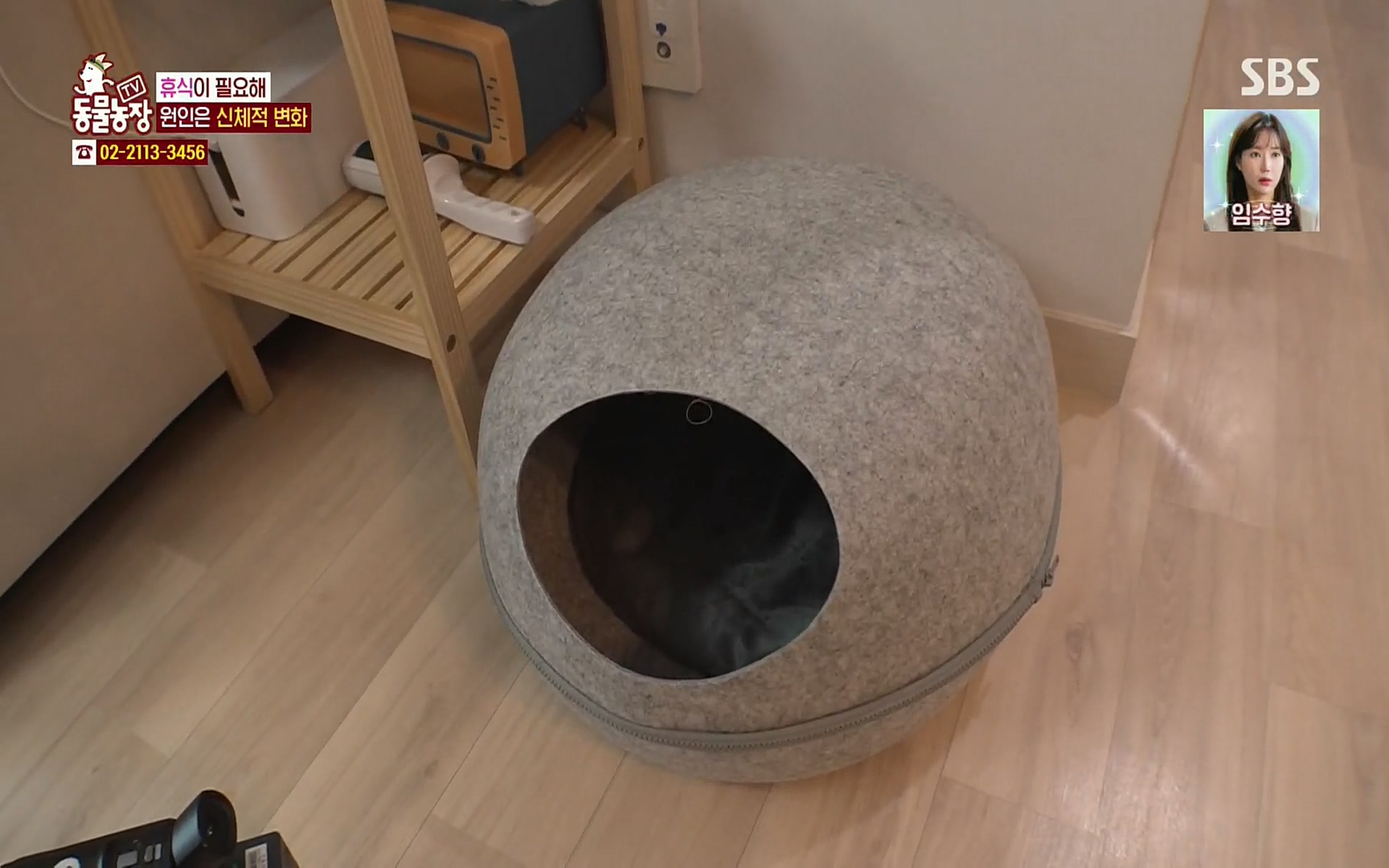 TV 동물농장.E1067.220501p.H264-F1RST.mp4_20220501_183210.664.jpg