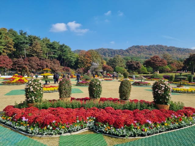 국화-하트