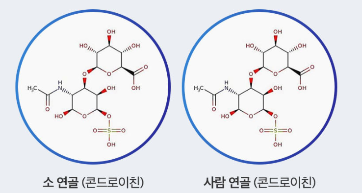 사람과 소의 연골