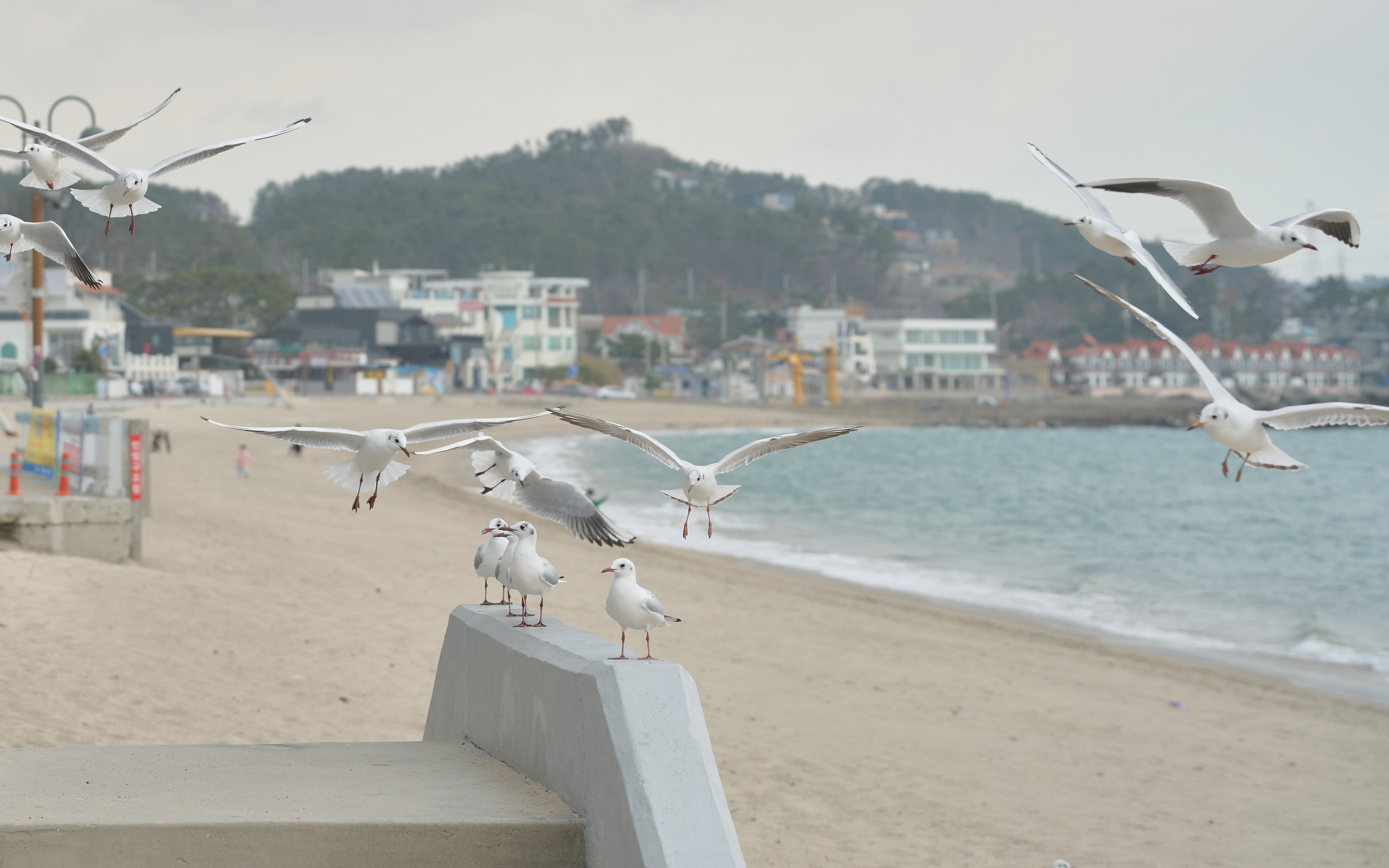 기장매화원 매화축제 68