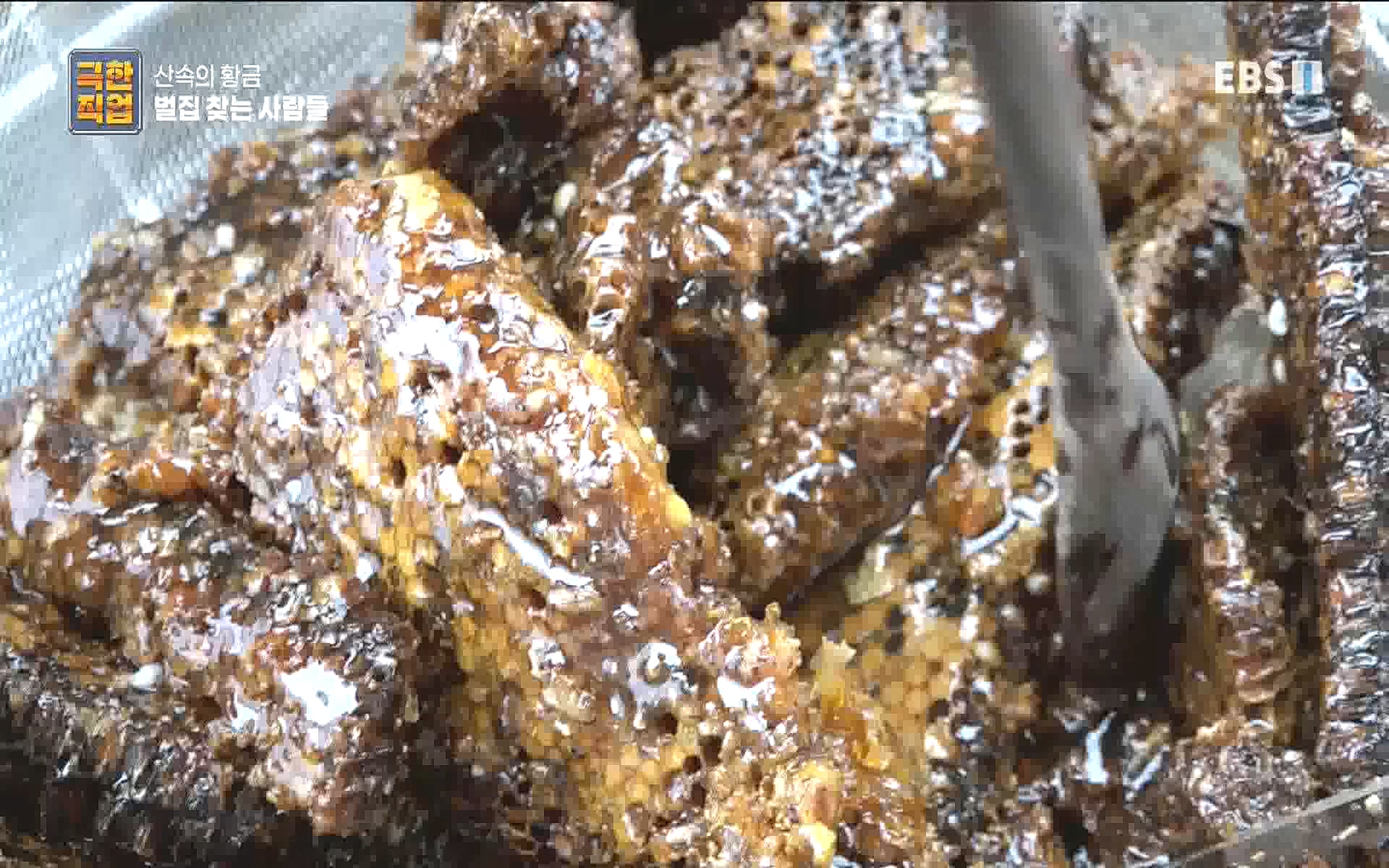벌집 찾는 사람들.mp4_20221006_212358.625.jpg
