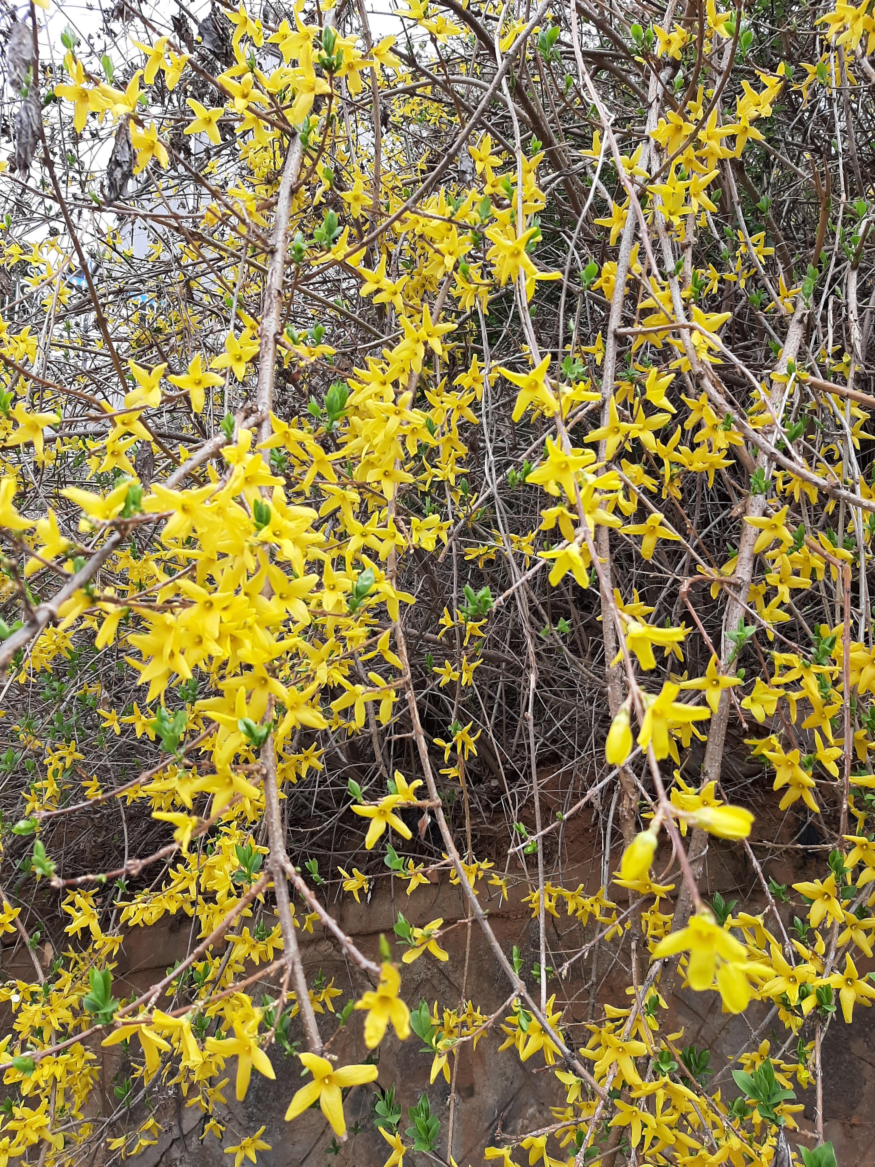 봄꽃 목련과 벚꽃이 한창입니다 / 꽃길만 걸으면 (03/23/22) 7