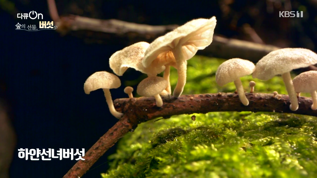 다큐 온.E227.231120p-NEXT.mp4_20231121_201853.294.jpg