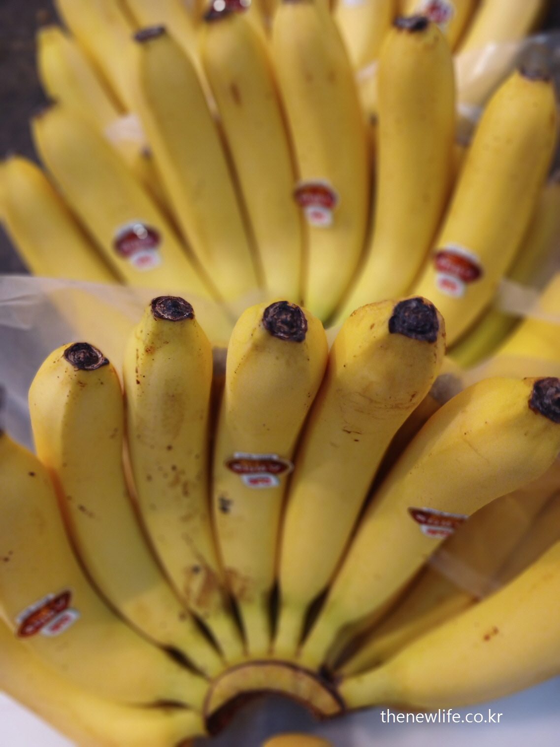A bunch of ripe bananas displayed at the market&quot;-&quot;시장에 진열된 잘 익은 바나나 다발&quot;