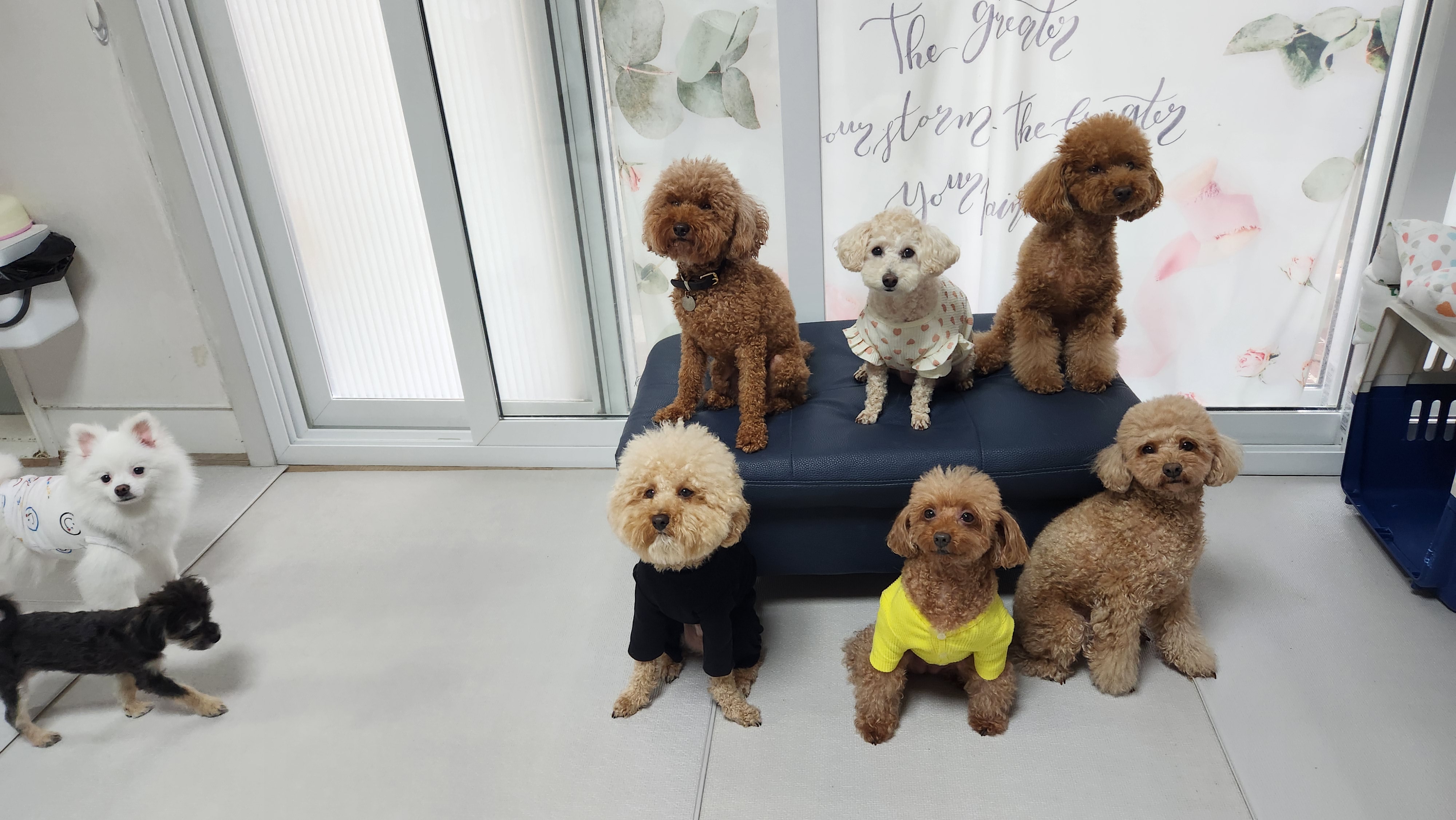  푸들 털이 곱슬거리는 이유