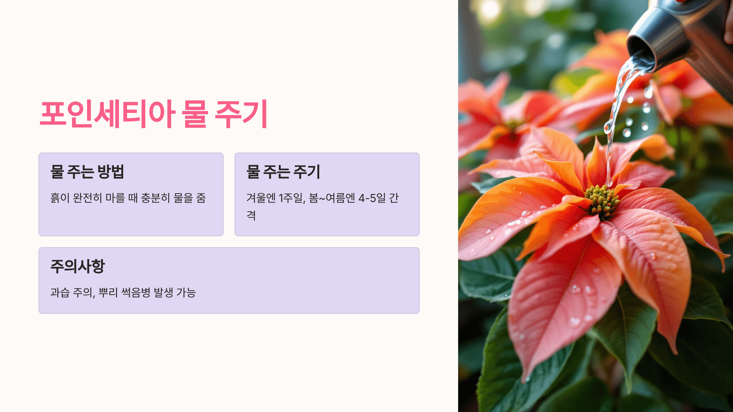 포인세티아 사진입니니다.
