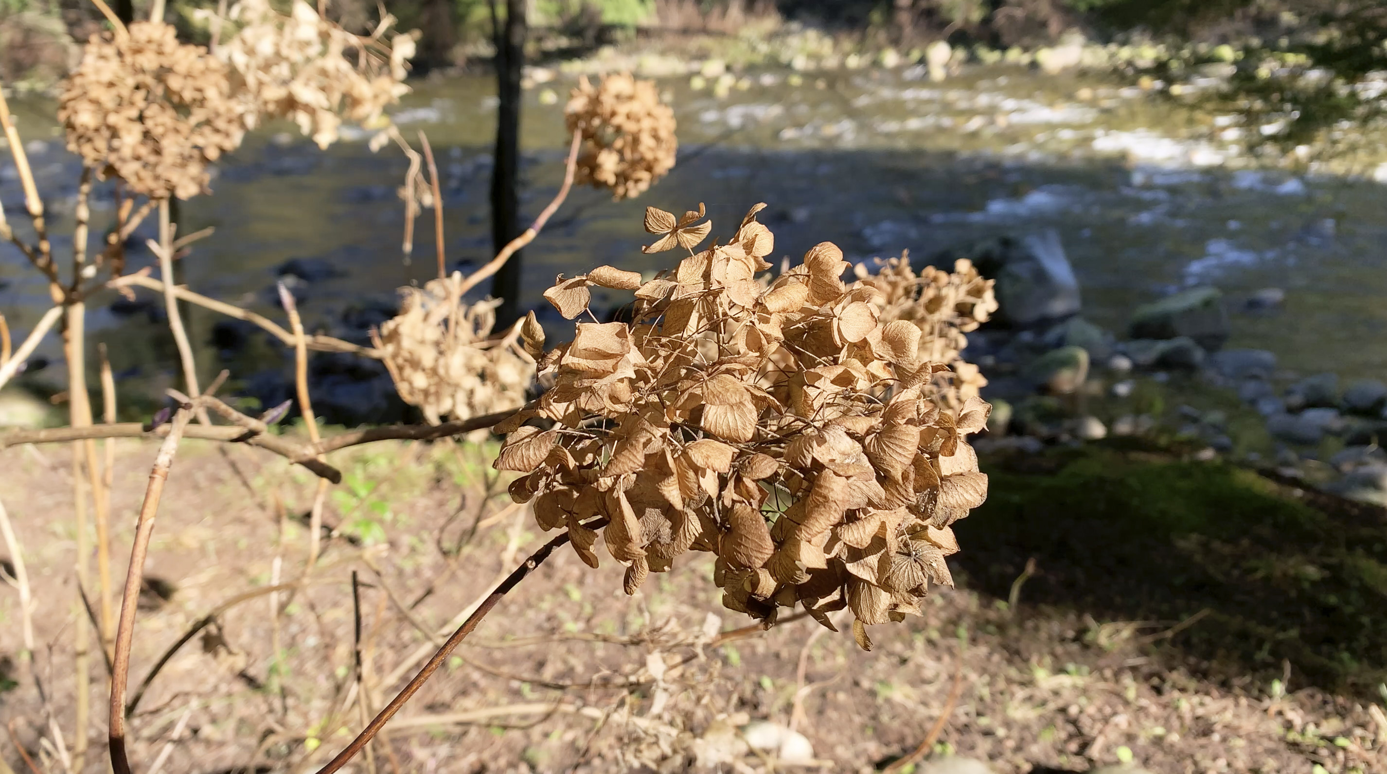 강 옆 나무의 노랗게 마른 잎사귀
