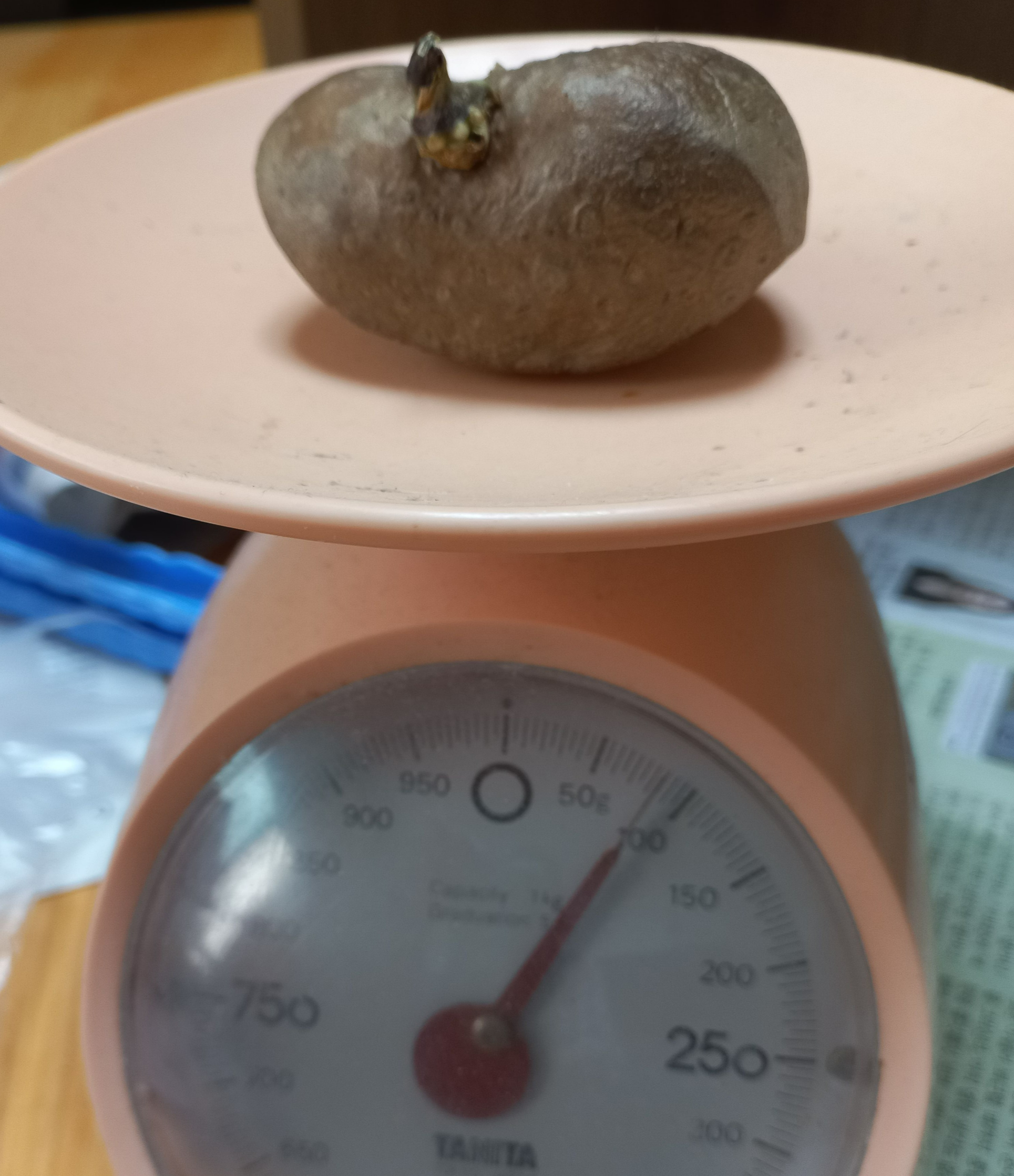 90g정도의 하늘마 종자