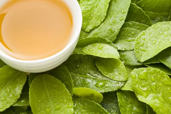 카테킨(Catechin)