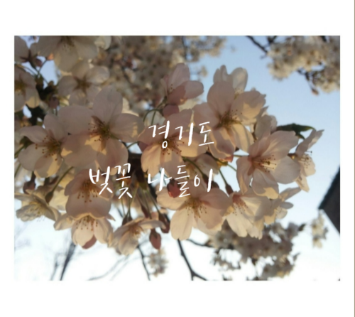 경기도 - 벚꽃 명소 - 벚꽃 데이트