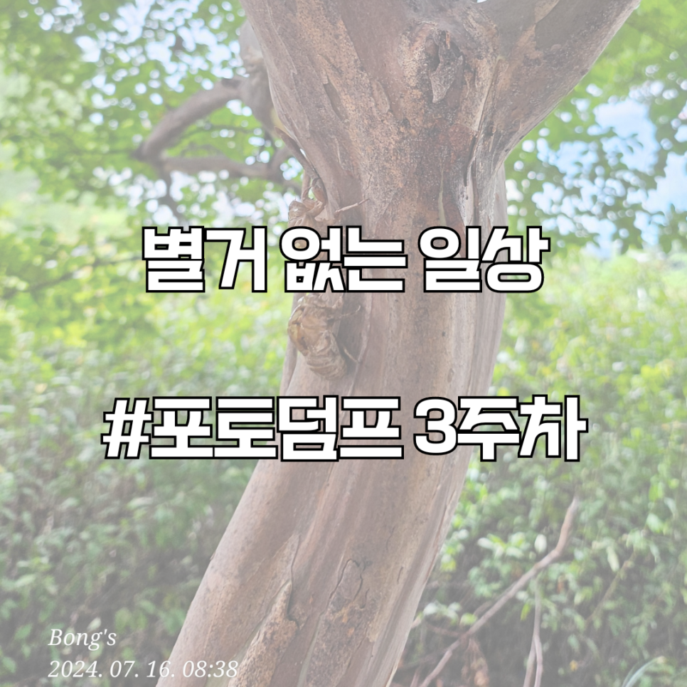 사주와차 이미지