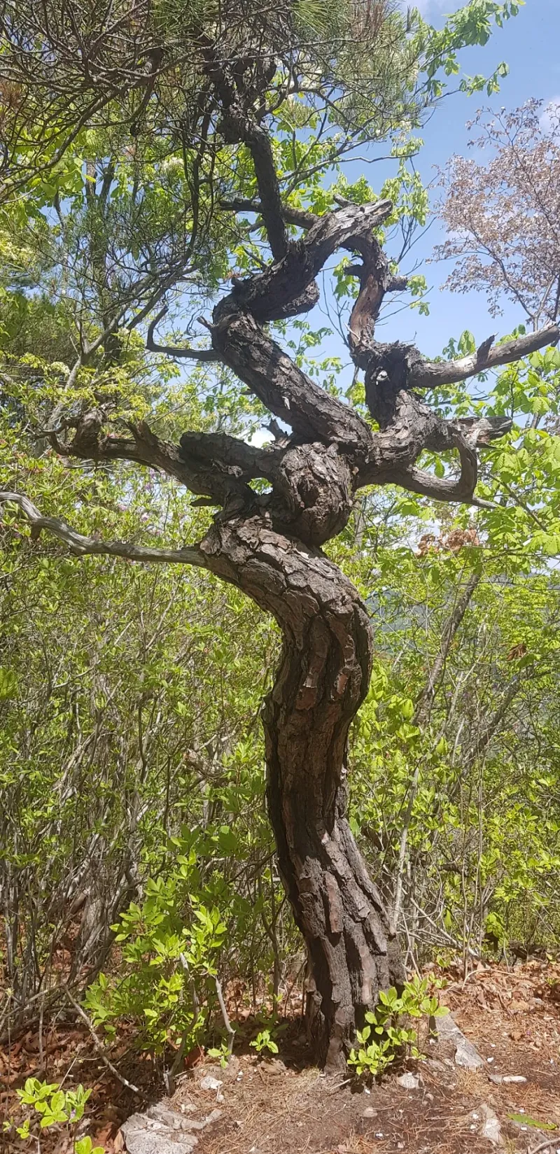 밀양 구만산