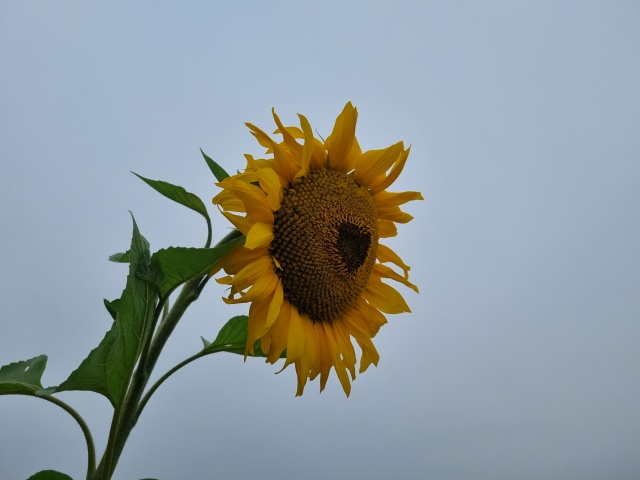 해바라기