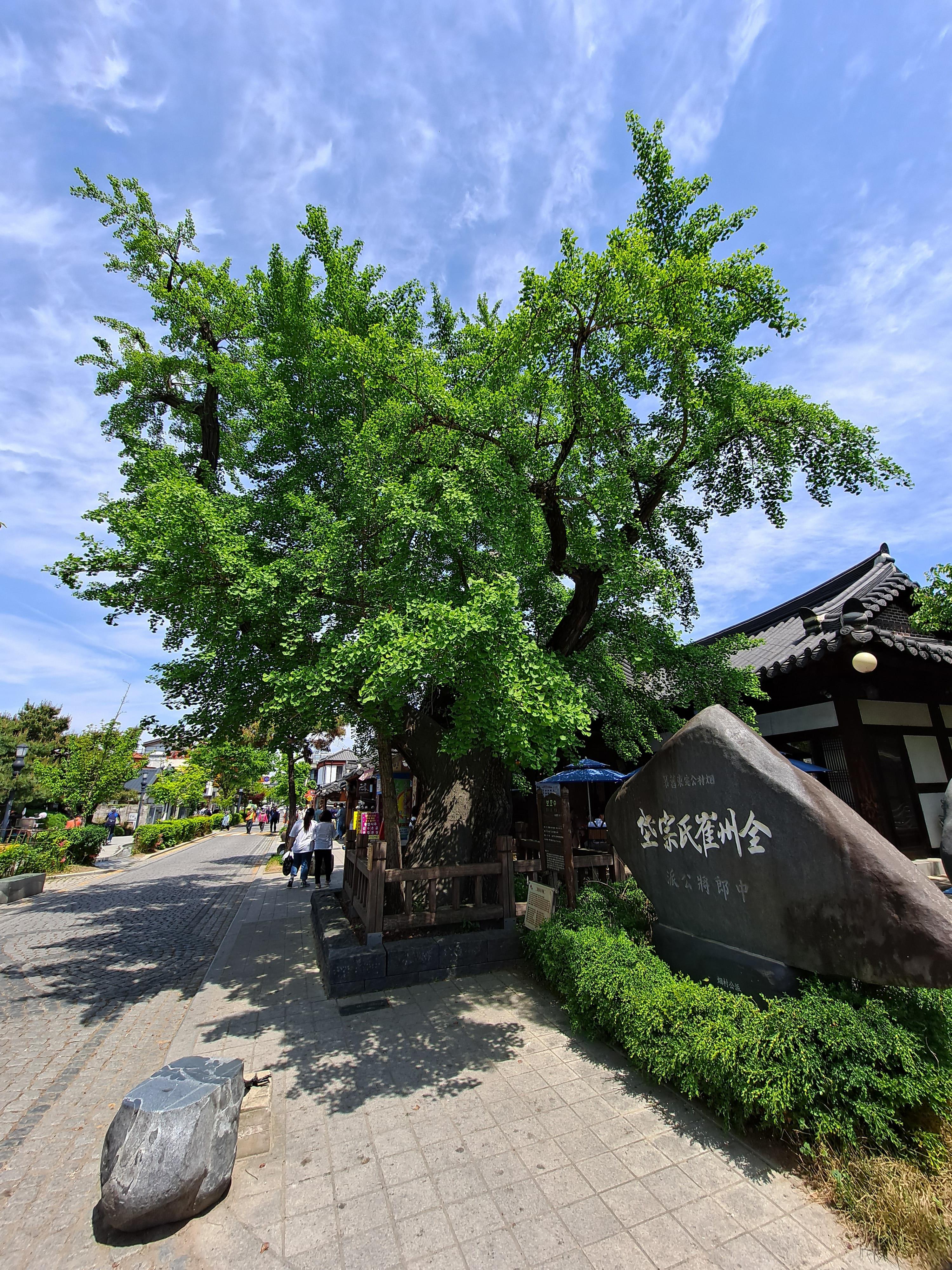  새끼를 품다, 전주 한옥마을 은행나무