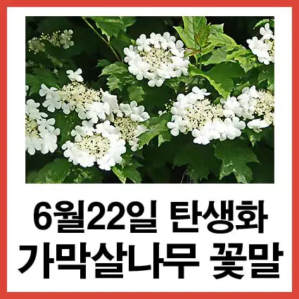 6월-22일-탄생화-가막살나무-꽃말