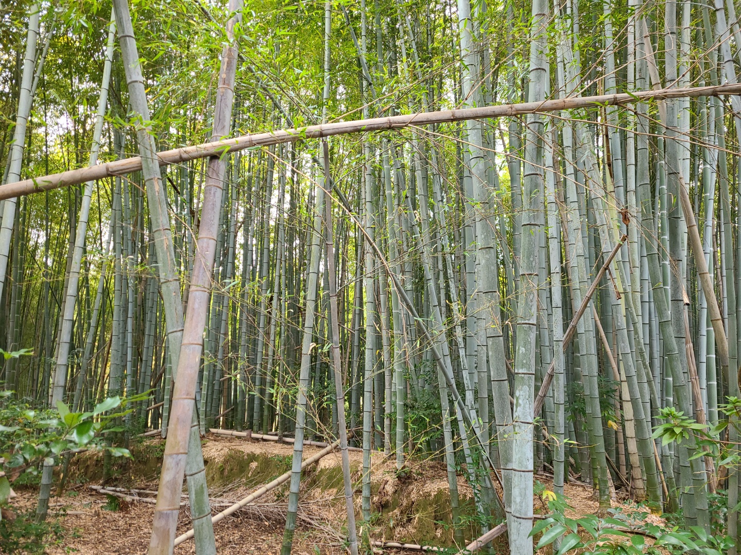 교토 후시미 이나리 신사 대나무숲