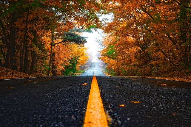 가을 단풍이 우거진 숲에 2차선 도로가 나있다.