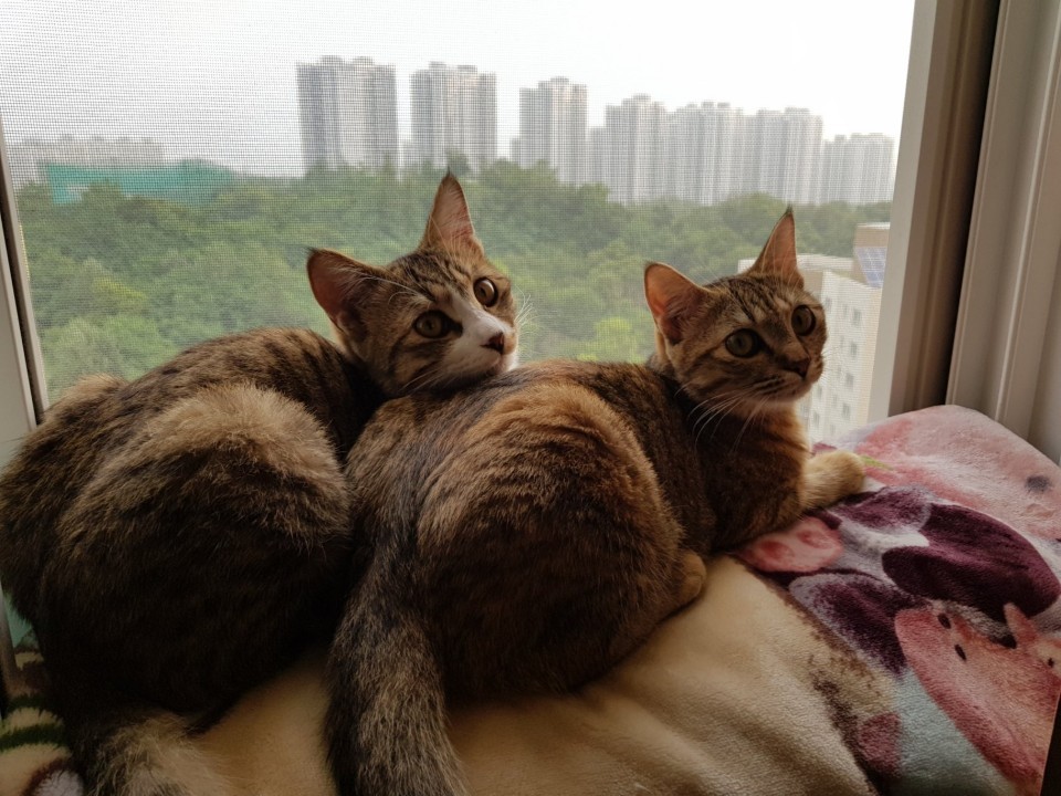  고양이 사람나이 계산 및 고양이 수명 알아보자!