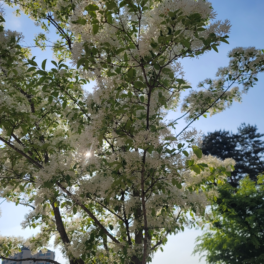 가로수, 흰 꽃, 잎사귀 나무를 아시나요? 1