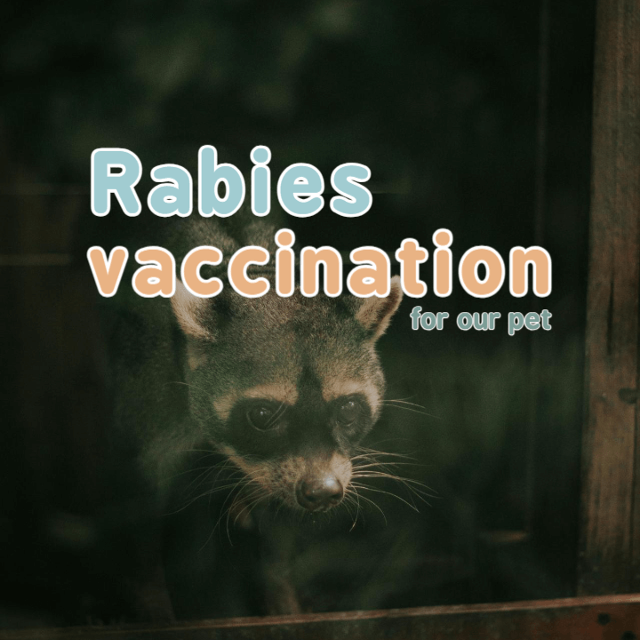 rabies vaccination