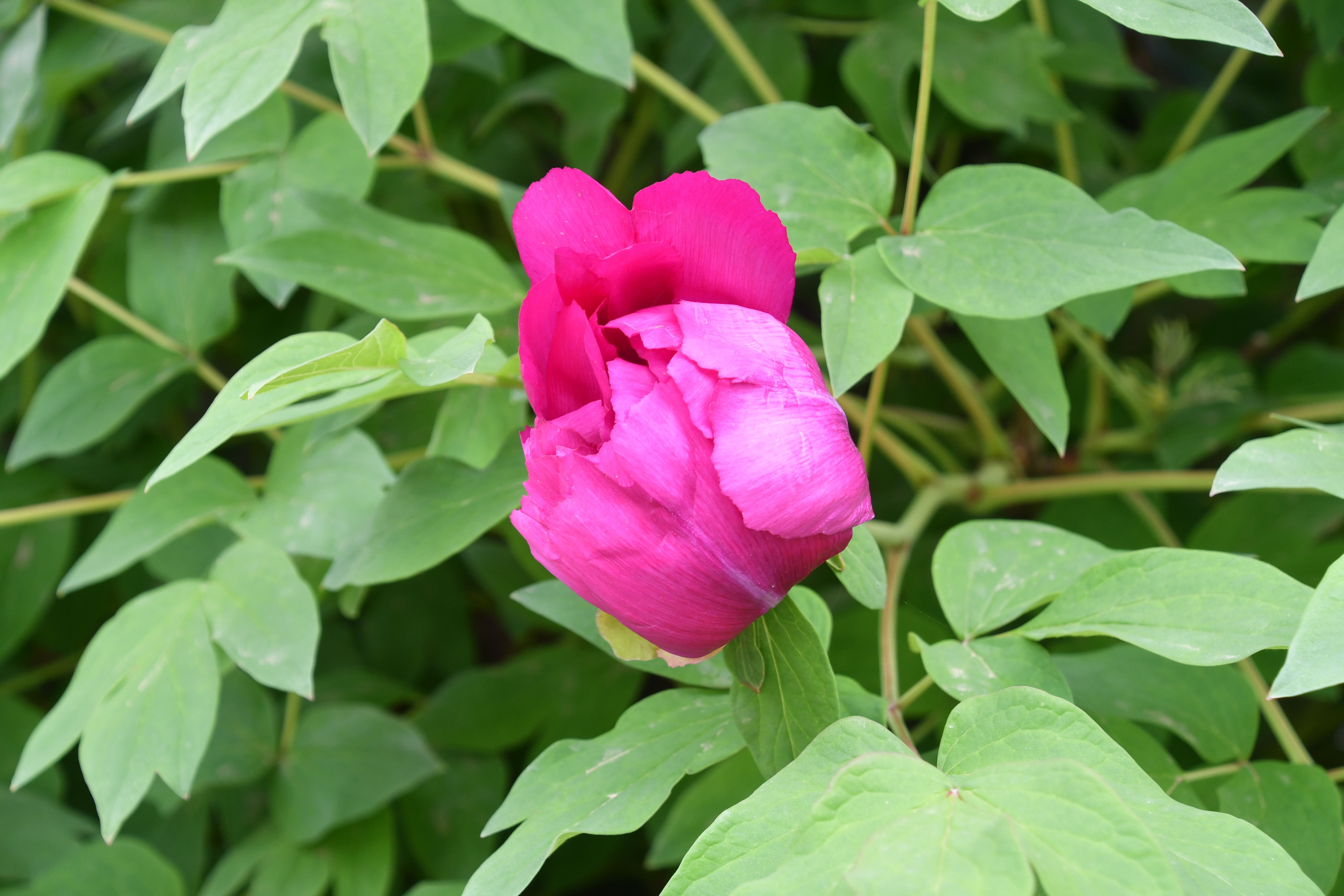 모란5호_증산별장 1