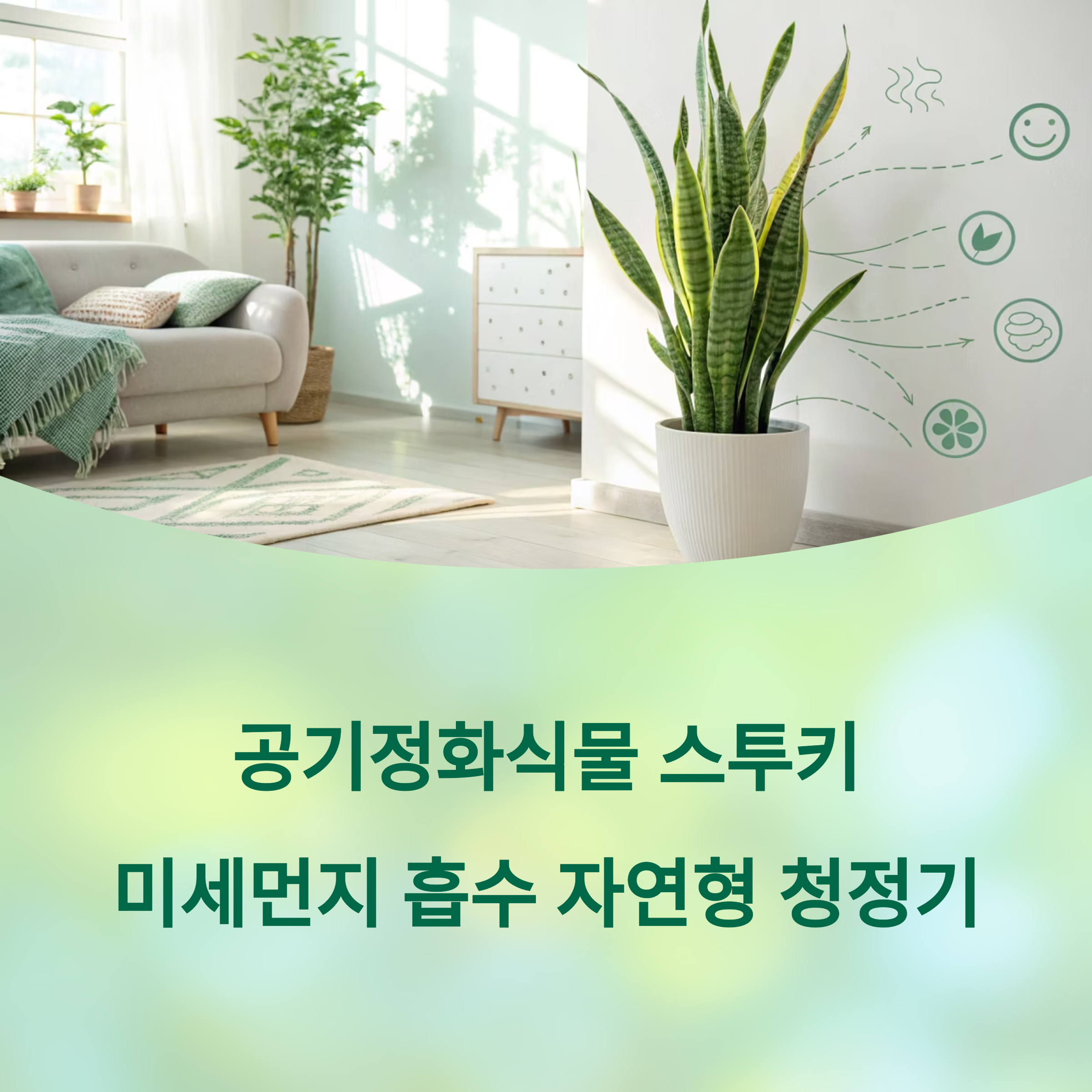 공기정화식물 스투키의 능력